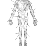 Free Printable Human Anatomy Worksheets Free Printable