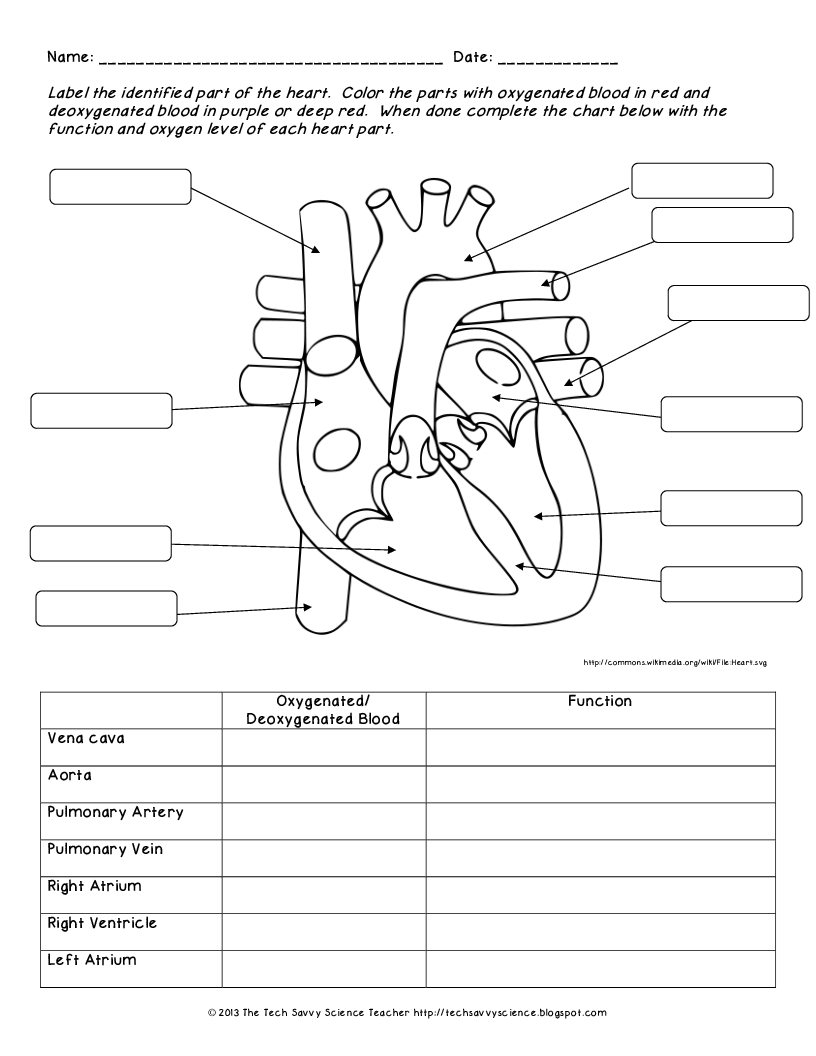 Free Printable Human Anatomy Worksheets Free Printable