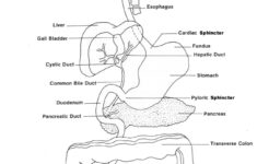 Free Printable Human Anatomy Worksheets Human Anatomy Worksheets Human