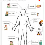 Free Printable Human Anatomy Worksheets The Human Body Anatomy For