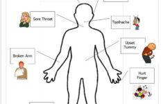 Free Printable Human Anatomy Worksheets The Human Body Anatomy For