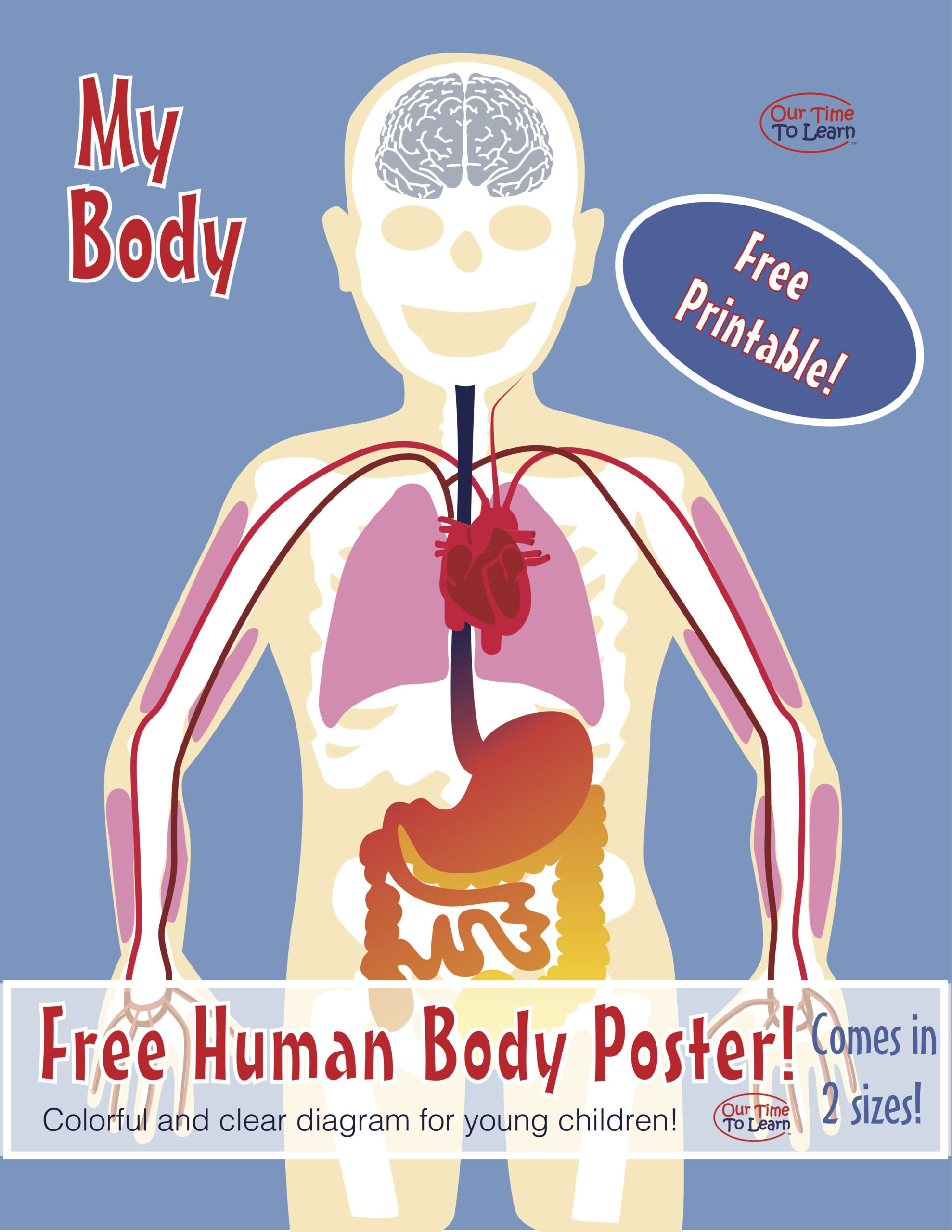Free Printable Human Body Anatomy Poster Worksheet Biologi