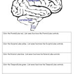 Free Printable Lapbook Brain Google Search Human Brain Anatomy And
