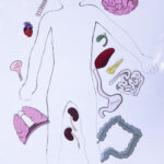 Free Printable Life Size Organs For Studying Human Body Anatomy With
