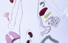 Free Printable Life Size Organs For Studying Human Body Anatomy With