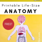 Free Printable Life Size Organs For Studying Human Body Anatomy With