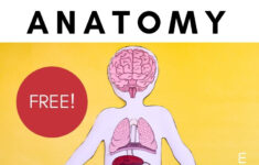 Free Printable Life Size Organs For Studying Human Body Anatomy With