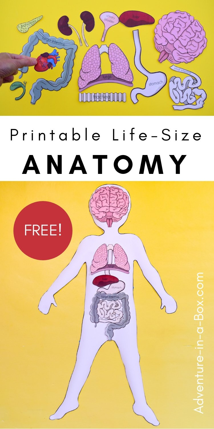 Free Printable Life Size Organs For Studying Human Body Anatomy With 