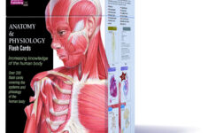 Free Printable Muscle Flashcards Free Printable