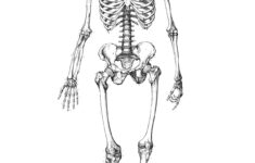 Free Printable Skeleton Coloring Pages For Kids