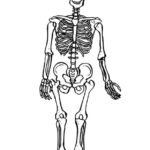 Free Printable Skeleton Coloring Pages For Kids Human Skeleton