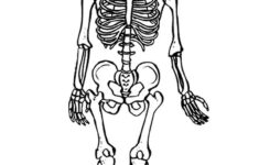 Free Printable Skeleton Coloring Pages For Kids Human Skeleton