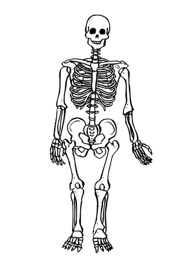 Free Printable Skeleton Coloring Pages For Kids Human Skeleton 