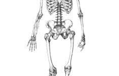 Free Printable Skeleton Coloring Pages For Kids Skeleton Drawings