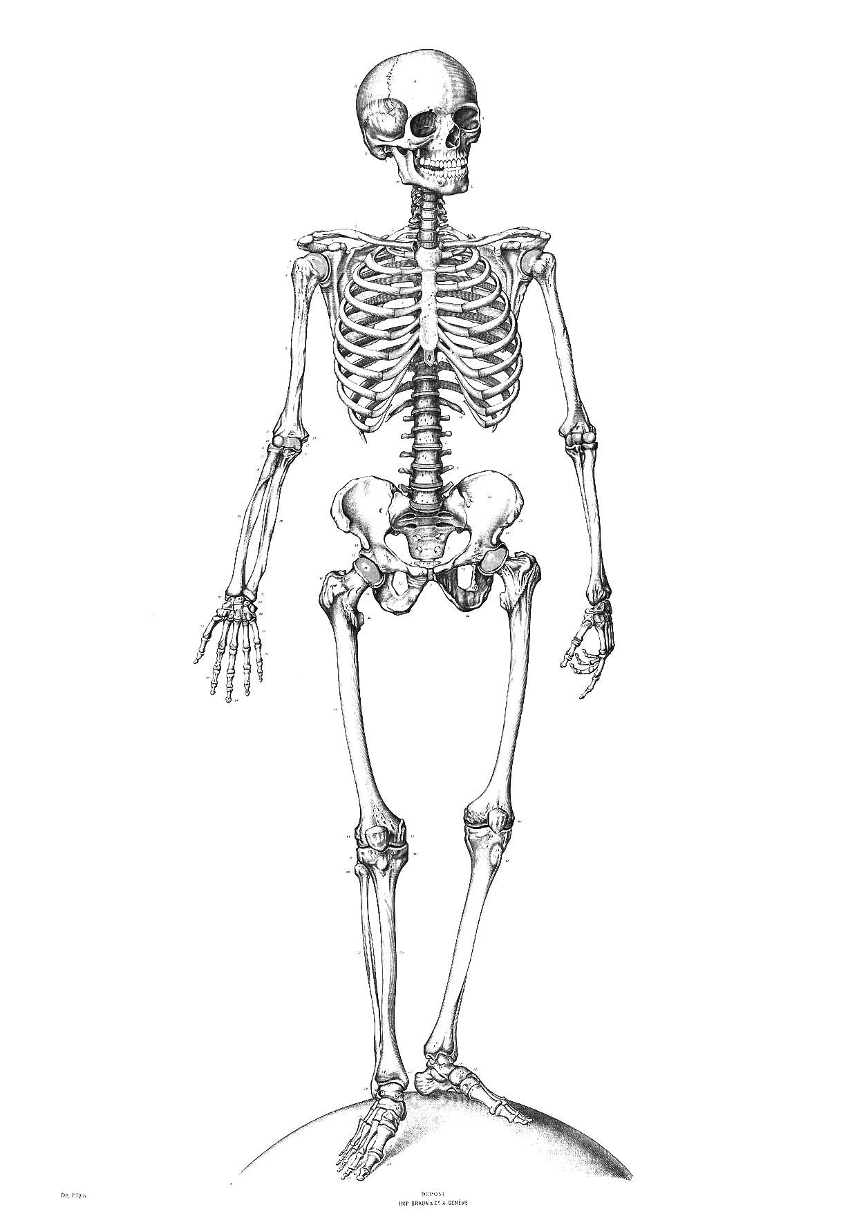 Human Skeleton For Kids Printable Anatomy Worksheets