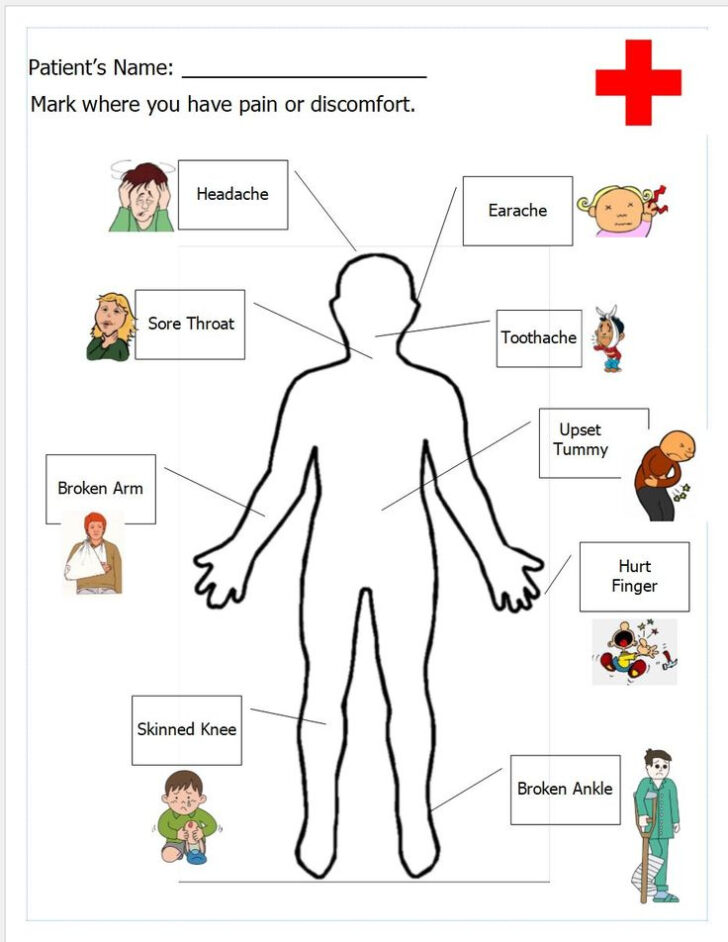 Human Anatomy For Kids Worksheets