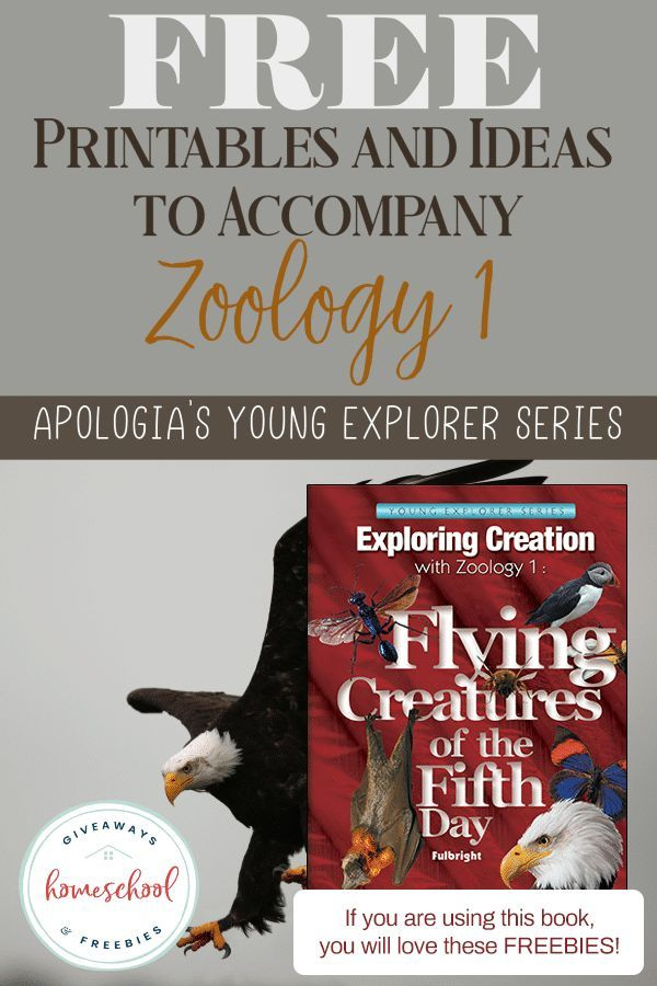 FREE Printables To Accompany Apologia s Zoology 1 Flying Creatures 