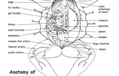 Frog Anatomy Under The Liver