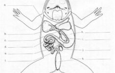 Frog Anatomy Worksheet Google Search Frog Dissection Frog