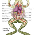 Frog Anatomy Yahoo Image Search Results Frog Dissection Frog