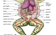 Frog Anatomy Yahoo Image Search Results Frog Dissection Frog