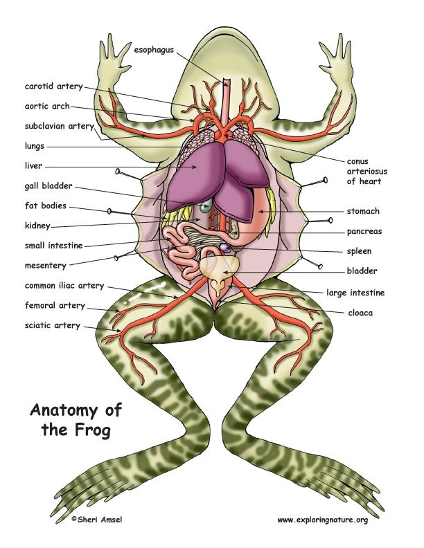 Frog Anatomy Yahoo Image Search Results Frog Dissection Frog 