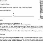 Frog Dissection Lab Worksheet Answer Key And 36 Earthworm Anatomy