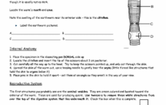Frog Dissection Lab Worksheet Answer Key And 36 Earthworm Anatomy