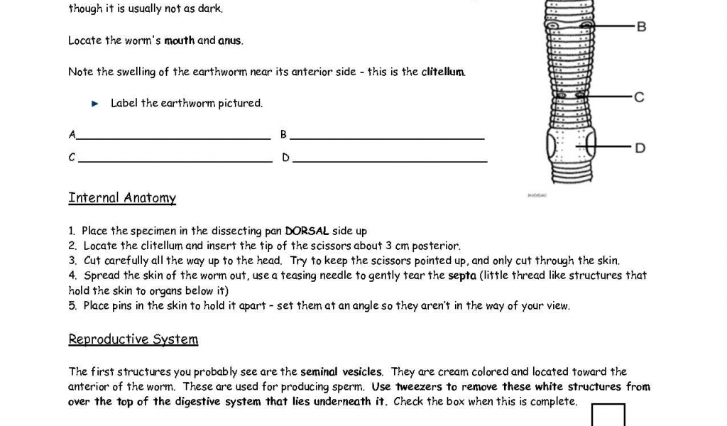 Frog Dissection Lab Worksheet Answer Key And 36 Earthworm Anatomy 