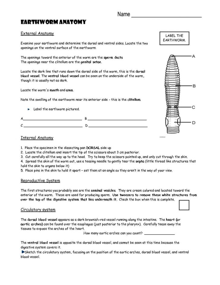 Earthworm Anatomy Worksheet Answers Anatomy Worksheets