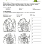 Frog Dissection Lab Worksheet Answer Key Db Excel
