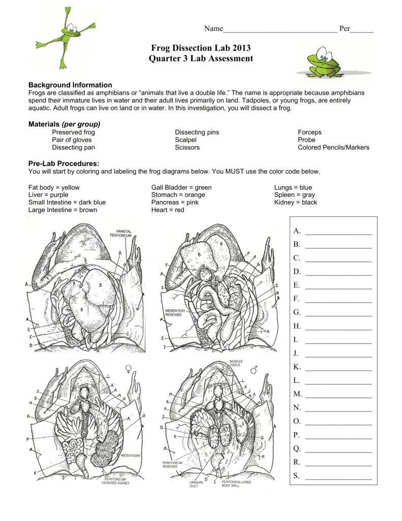 Frog Dissection Lab Worksheet Answer Key Db excel