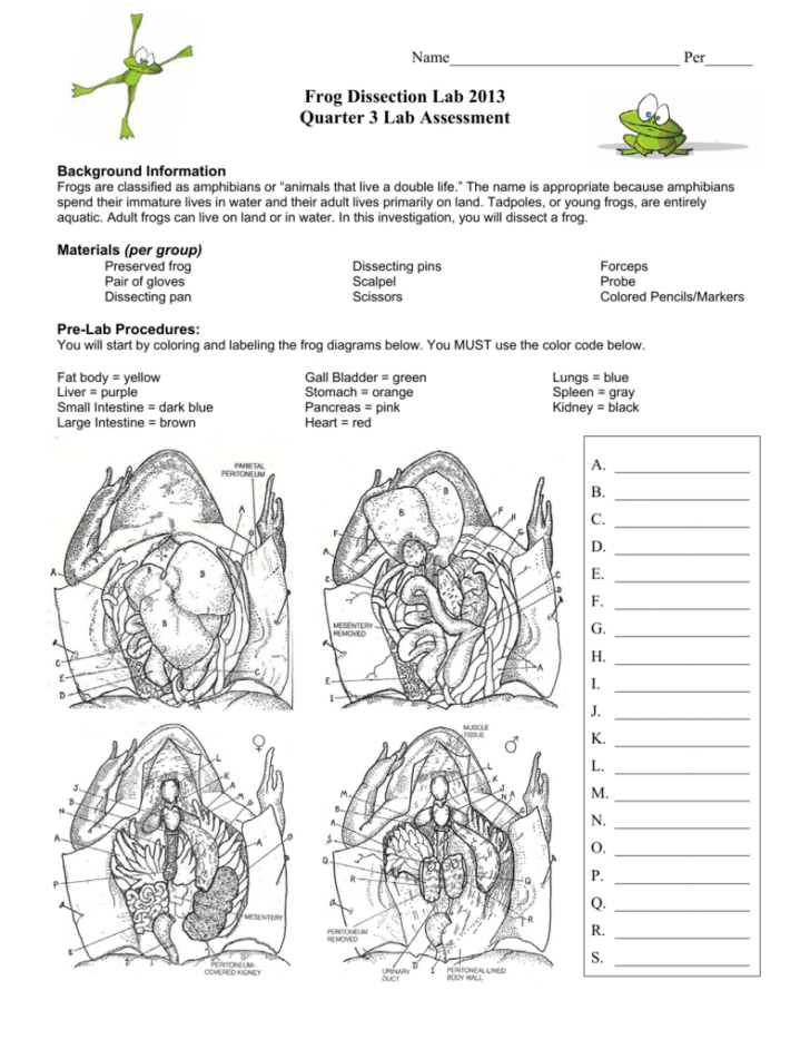 Frog Anatomy Worksheet Answers