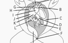 Frog Dissection Worksheet