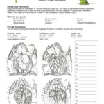 Frog Dissection Worksheet