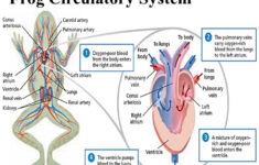 Frog Dissection Worksheet Answers