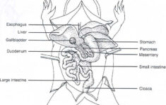 Frog Dissection Worksheet Answers Printable Worksheets Are A Precious