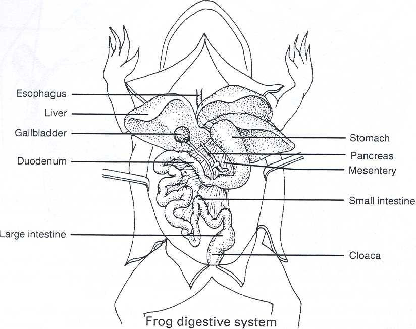 Frog Dissection Worksheet Answers Printable Worksheets Are A Precious 