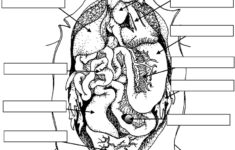 Frog Review Labeling