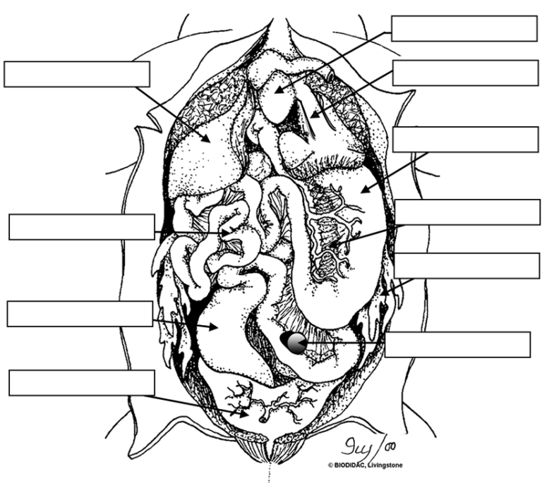 Frog Review Labeling | Anatomy Worksheets