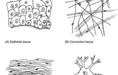 From Cells To Organism Help Education Tissue Types Biology