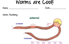 Fun For First Worms