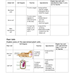 Functions Of Blood Cells Worksheet Answers Promotiontablecovers