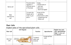 Functions Of Blood Cells Worksheet Answers Promotiontablecovers
