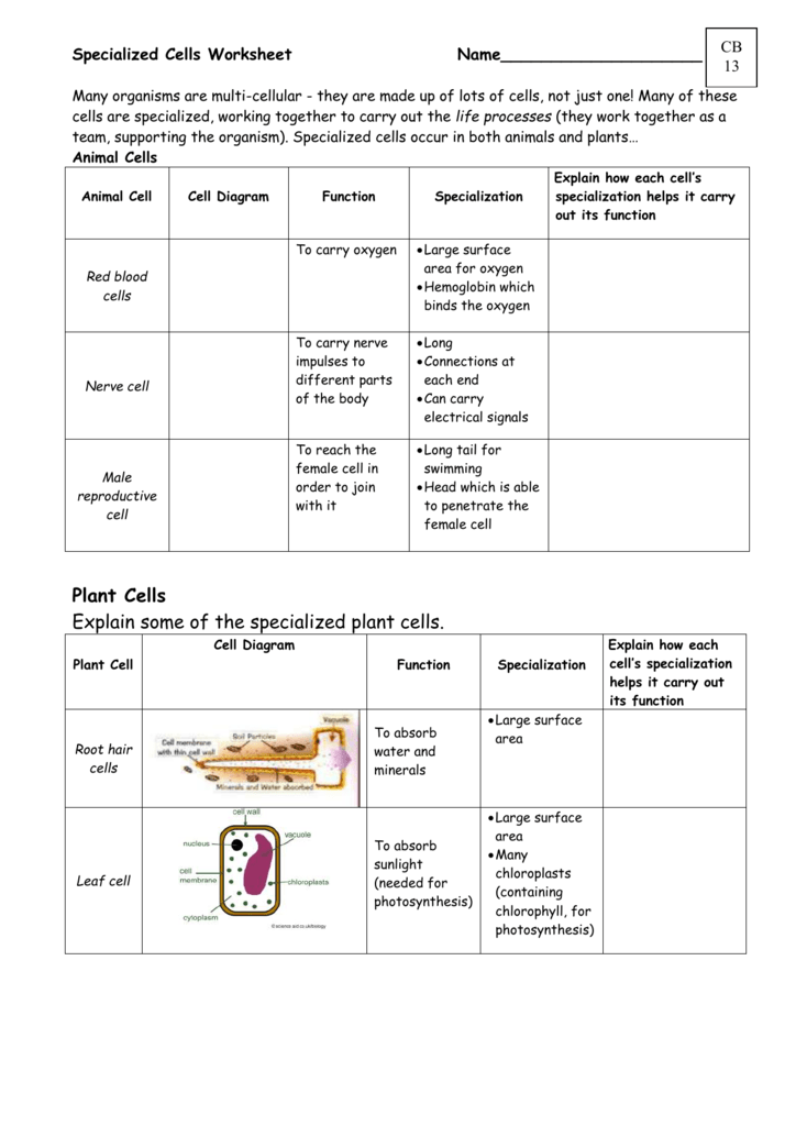 Functions Of Blood Cells Worksheet Answers Promotiontablecovers
