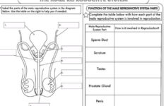 GCSE Worksheets On Human Reproduction Reproductive System
