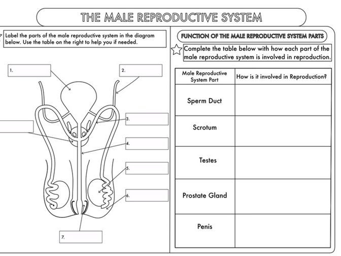 GCSE Worksheets On Human Reproduction Reproductive System 