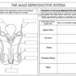 GCSE Worksheets On Human Reproduction Reproductive System