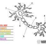 Grab Your Free Printable Neuron Cell Worksheets From