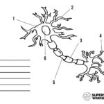 Grab Your Free Printable Neuron Cell Worksheets From